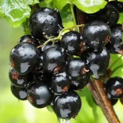 Смородина черная БЫЛИННАЯ (ВЕРНОСТЬ) в Новополоцке