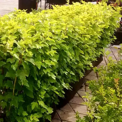 Комплект АНГЕЛ ГОЛД в Новополоцке