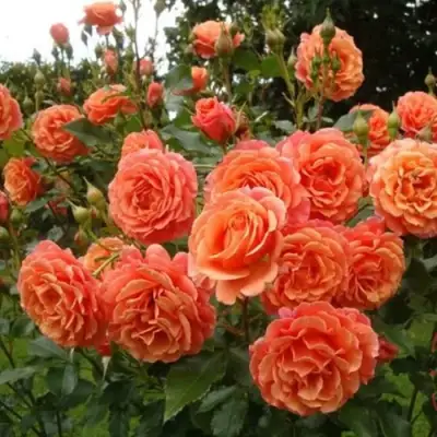 Роза БЕЛЬВЕДЕР шраб в Новополоцке