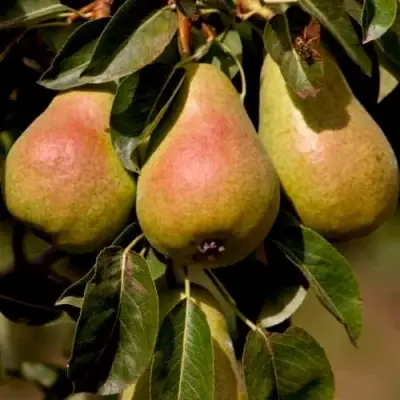 Груша РУССКАЯ КРАСАВИЦА (КРАСАВИЦА ЧЕРНЕНКО) в Новополоцке