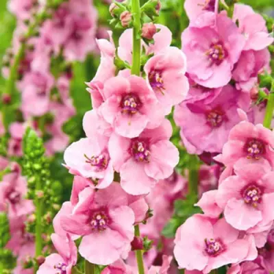 Коровяк ПИНК ДОМИНО гибридный (вербаскум) в Новополоцке