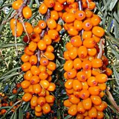 Облепиха СУДАРУШКА в Новополоцке