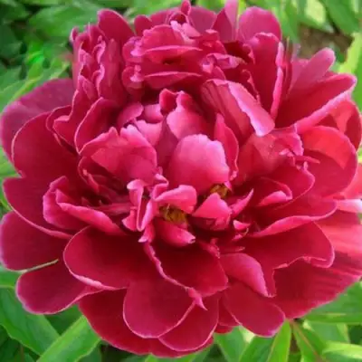 Пион КИТАЙСКИЙ ШЕЛК травянистый в Новополоцке