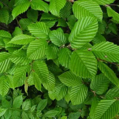 Граб  в Новополоцке