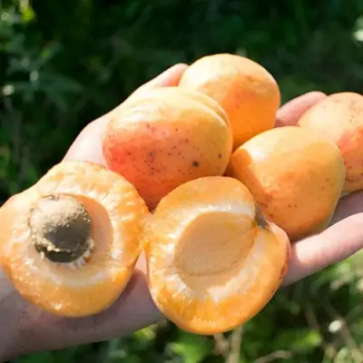 Абрикос ХАРГРАНД в Новополоцке