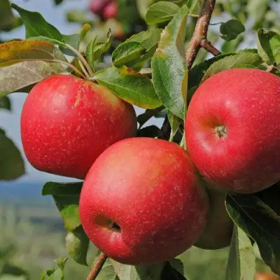 Яблоня ГАЛА МАСТ в Новополоцке