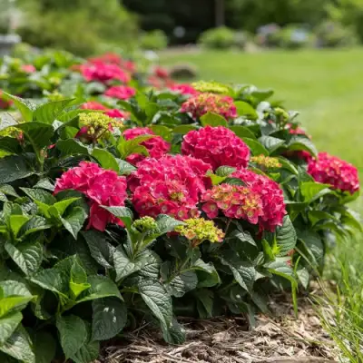 Гортензия ЭНДЛЕСС САММЕР ЛАВ крупнолистная в Новополоцке