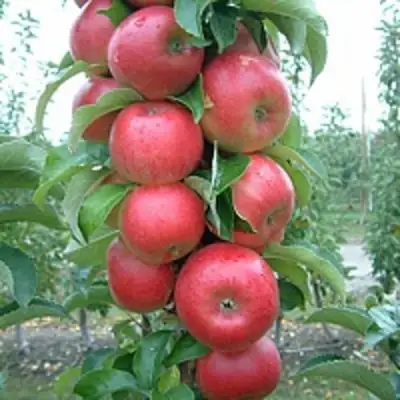 Яблоня АНТЕЙ КИЕВСКИЙ колонновидная в Новополоцке