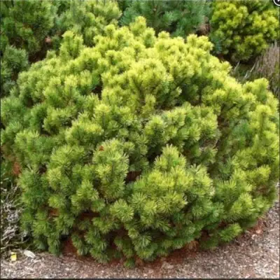 Ель ДАНС ДВАРФ обыкновення в Новополоцке