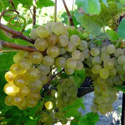 Виноград КРИСТАЛЛ в Новополоцке