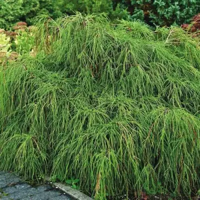 Кипарисовик ФИЛИФЕРА НАНА горохоплодный  в Новополоцке