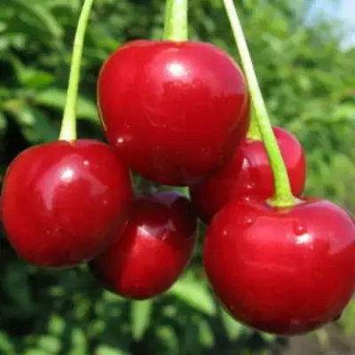 Дюк ПРЕВОСХОДНАЯ ВЕНЬЯМИНОВА в Новополоцке