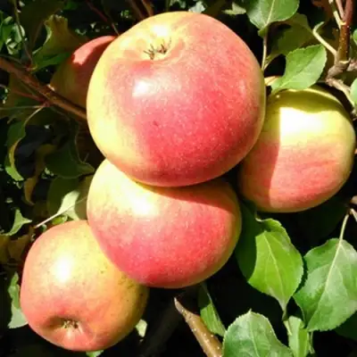 Яблоня ЭМБАССИ в Новополоцке