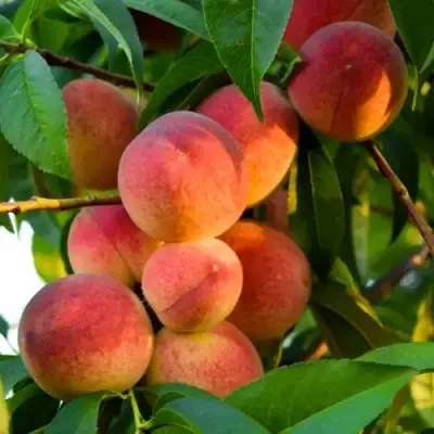 Персик ЗОЛОТОЙ ЮБИЛЕЙ в Новополоцке