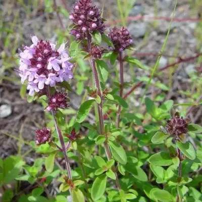 Тимьян яйцевидный в Новополоцке