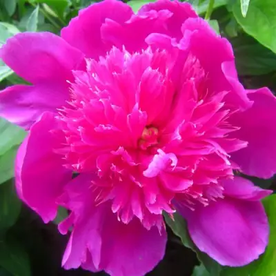 Пион РОЗОВЫЙ БУДДА травянистый в Новополоцке