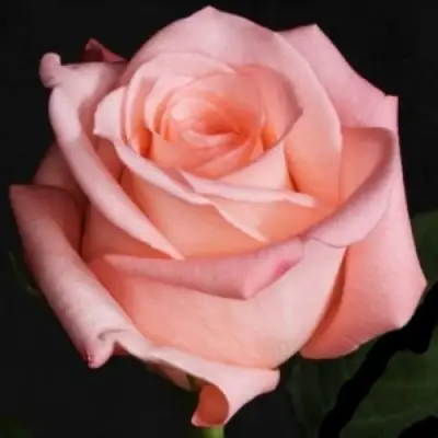 Роза АНГАЖЕМЕНТ чайно-гибридная в Новополоцке