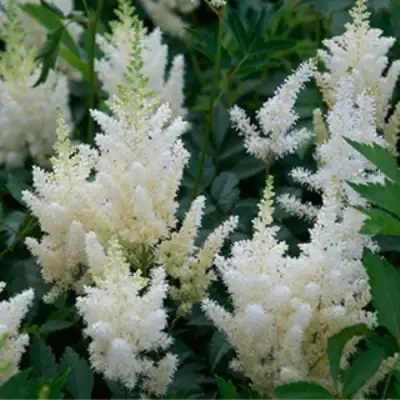 Астильба ХЭППИ ДЕЙ Арендса в Новополоцке