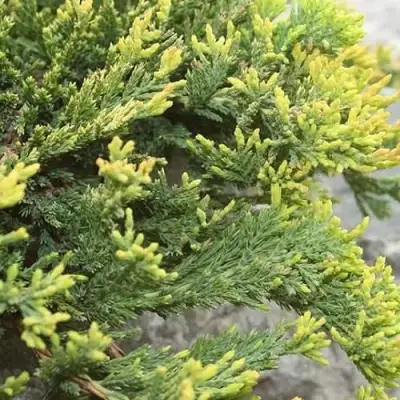 Можжевельник ГОЛДЕН КАРПЕТ горизонтальный  в Новополоцке