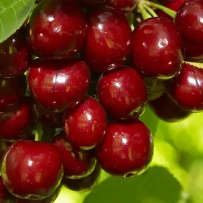 Черешня ВАЛЕРИЙ ЧКАЛОВ в Новополоцке