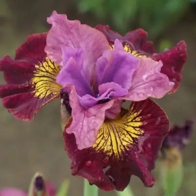 Ирис МИСС ЭППЛ сибирский в Новополоцке