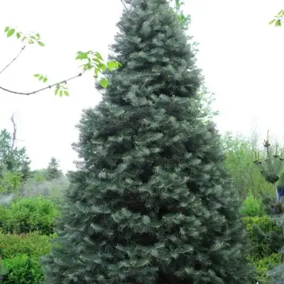 Пихта белая в Новополоцке