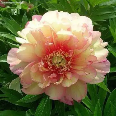 Пион ДЖУЛИЯ РОУЗ ито-гибрид в Новополоцке