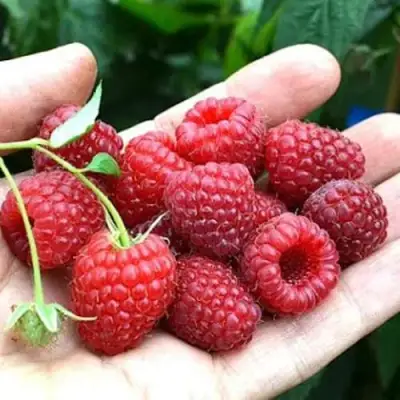 Малина ХИМБО-ТОП в Новополоцке