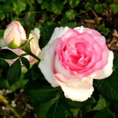 Роза ДОЛЬЧЕ ВИТА чайно-гибридная в Новополоцке