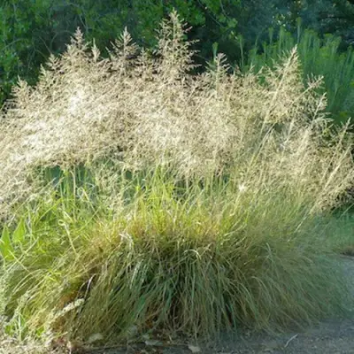 Каплесеменник воздушный в Новополоцке