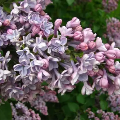 Сирень КОНДОРСЕ в Новополоцке