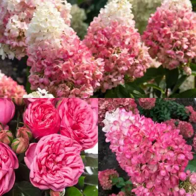 Комплект МАЛИНОВЫЙ ДЕСЕРТ в Новополоцке