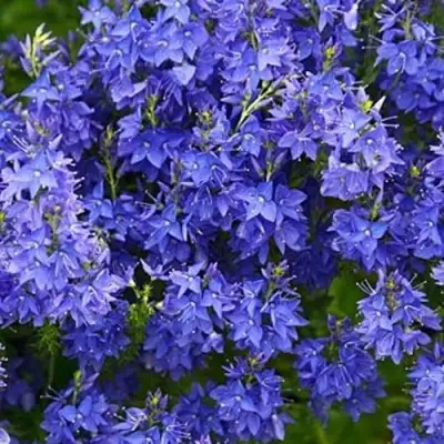 Вероника РОЯЛ БЛЮ большая в Новополоцке