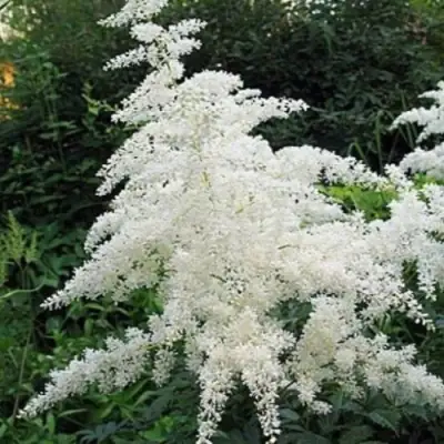 Астильба БРАУТШЛЕЙЕР Арендса в Новополоцке