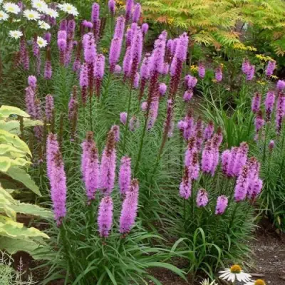 Лиатрис РОЗЕА колосковая в Новополоцке