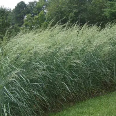 Просо ДЕВЕЙ БЛЮ в Новополоцке