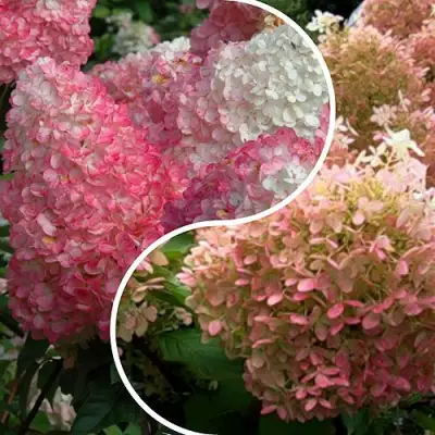 Комплект МАЛИНОВЫЙ ЗАКАТ в Новополоцке