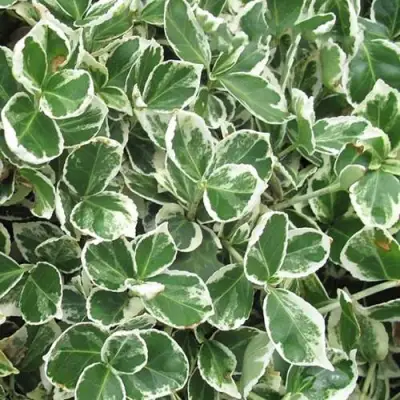 Бересклет ЭМЕРАЛЬД ГАИТИ форчуна  в Новополоцке