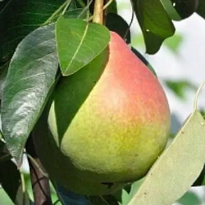 Груша ТАТЬЯНА в Новополоцке