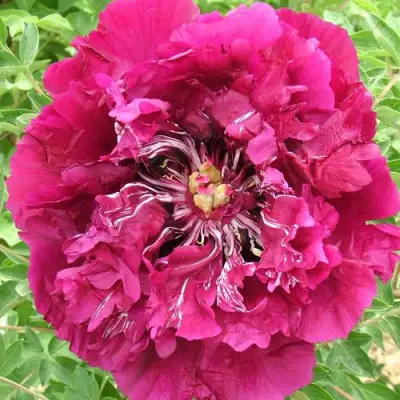 Пион ПУРПУРНЫЙ ОКЕАН древовидный в Новополоцке