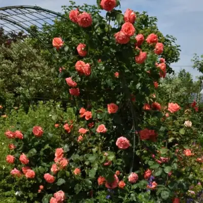 Роза ДИ ДИ БРИДЖУОТЕР плетистая в Новополоцке