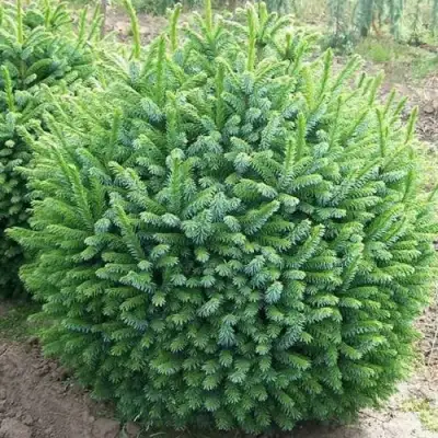 Ель НАНА сербская в Новополоцке