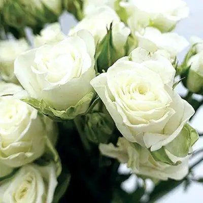 Роза СНОУФЛЕЙК спрей в Новополоцке