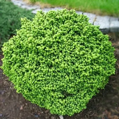 Ель ЛИТЛ ДЖЕМ обыкновенная в Новополоцке