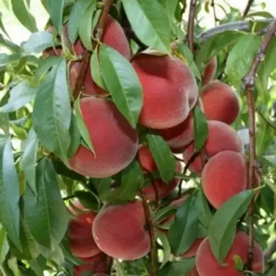 Персик ЮБИЛЕЙ СТОЛИЦЫ колонновидный в Новополоцке