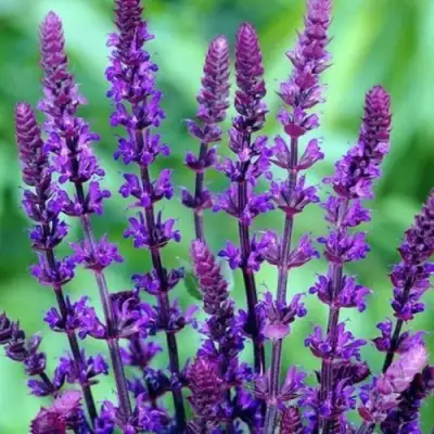 Шалфей КАРАДОНА в Новополоцке