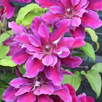 Клематис МАЙ БЬЮТИ в Новополоцке