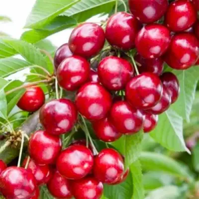 Вишня МАЛЮТКА колонновидная в Новополоцке