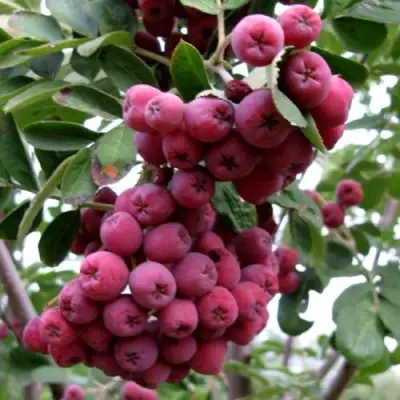 Рябина ТИТАН сладкоплодная  в Новополоцке