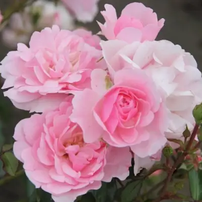 Роза БОНИКА флорибунда в Новополоцке